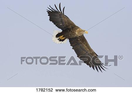 White-tailed Eagle in flight View Large Photo Image Stock Image - White-tailed Eagle in flight. Fotosearch