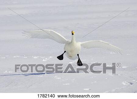 Whooper swan landing on the snow View Large Photo Image Stock Image - Whooper swan landing on the snow. Fotosearch
