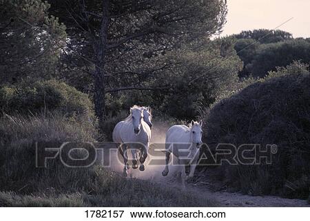 Stock Photo - Wild white horses running through forest. Fotosearch