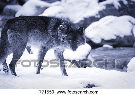 Stock Image - Wolf. Fotosearch