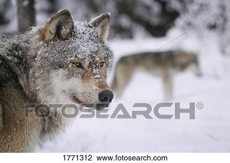 Wolves View Large Photo Image Stock Image - Wolves. Fotosearch