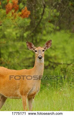 Young female deer View Large Photo Image Stock Image - Young female deer. Fotosearch
