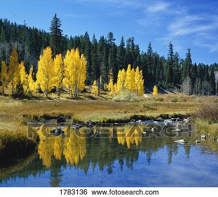 Aspens in autumn color reflect in Duck Creek, Dixie National Forest View Large Photo Image Stock Photograph - Aspens in autumn color reflect in Duck Creek, Dixie National Forest. Fotosearch