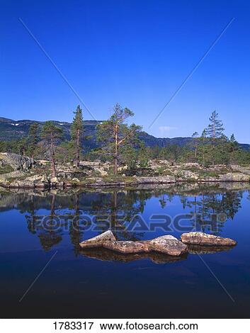 Stock Photo - Barren Norwegian landscape with trees reflecting in lake. Fotosearch