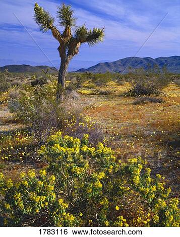 Blooming Joshua tree and wildflowers, Joshua Tree National Monument View Large Photo Image Stock Photograph - Blooming Joshua tree and wildflowers, Joshua Tree National Monument. Fotosearch