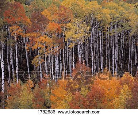 Bright vivid variety autumnal colors accent aspen grove View Large Photo Image Stock Photograph - Bright vivid variety autumnal colors accent aspen grove. Fotosearch