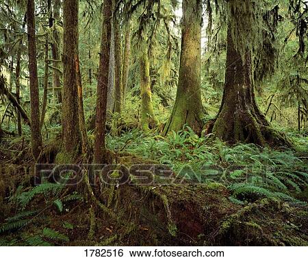 Stock Photograph - Colonades of rainforest trees. Fotosearch