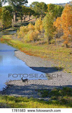 Deer standing at shore View Large Photo Image Stock Image - Deer standing at shore. Fotosearch
