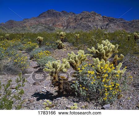 Desert landscape with teddy bear Cholla cactus, brittlebush, Kofa National Wildlife Refuge View Large Photo Image Stock Photograph - Desert landscape with teddy bear Cholla cactus, brittlebush, Kofa National Wildlife Refuge. Fotosearch