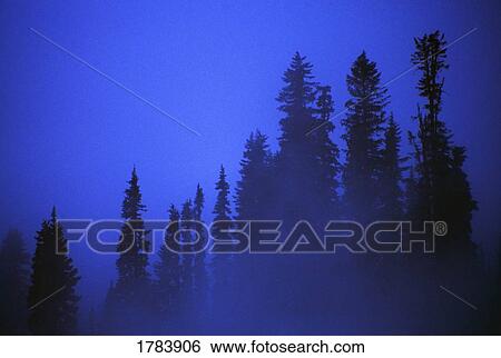 Stock Photograph - Forest silhouette in fog.. Fotosearch