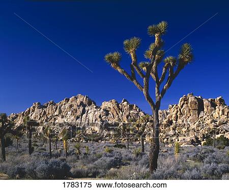 Stock Photography - Joshua tree and rock formations, Joshua Tree National Monument. Fotosearch