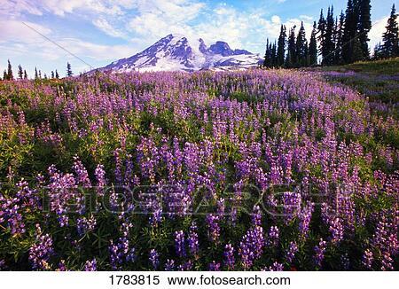 Meadow of purple flowers blooming, Paradise Park Valley, Mount Rainier National Park View Large Photo Image Stock Photography - Meadow of purple flowers blooming, Paradise Park Valley, Mount Rainier National Park. Fotosearch