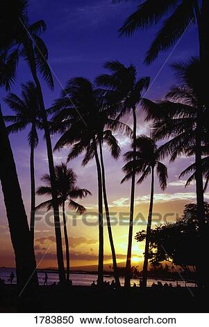 Stock Image - Palm tree silhouettes, sunset, Waikiki Beach.. Fotosearch