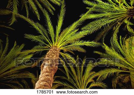 Stock Image - Palm trees. Fotosearch