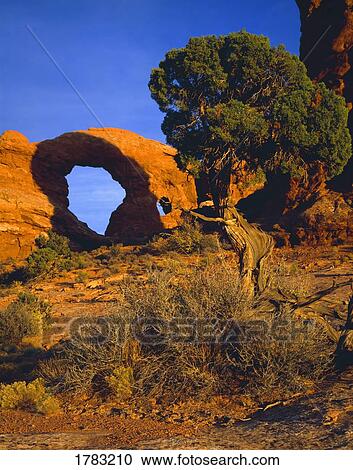 Stock Image - Redrock desert landscape, Turret Arch, juniper tree, Arches National Park. Fotosearch