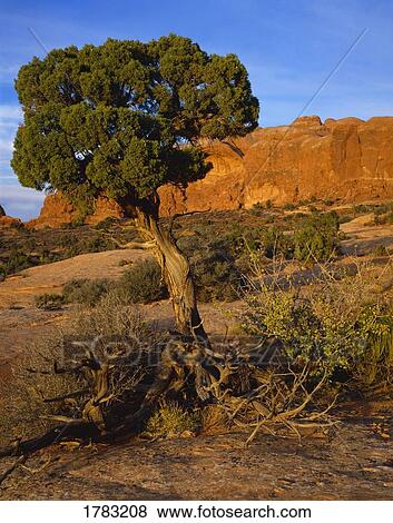 Stock Photo - Redrock desert landscape with juniper tree, Arches National Park. Fotosearch