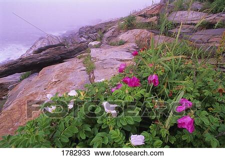 Roses on mountain View Large Photo Image Stock Image - Roses on mountain. Fotosearch