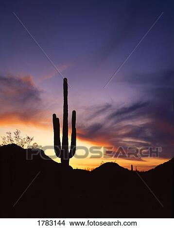 Picture - Silhouette of a cactus. Fotosearch
