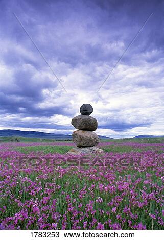 Stock Image - Stone marker in a field of shooting star wildflowers. Fotosearch