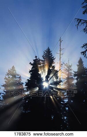 Sunburst through silhouetted pine trees. View Large Photo Image Stock Photography - Sunburst through silhouetted pine trees.. Fotosearch
