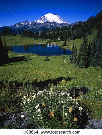 Tipsoo Lake and Mount Rainier, Rainier National Park View Large Photo Image Picture - Tipsoo Lake and Mount Rainier, Rainier National Park. Fotosearch