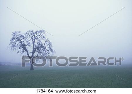 Tree silhouette in fog View Large Photo Image Picture - Tree silhouette in fog. Fotosearch