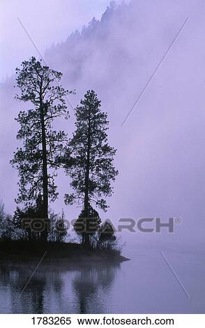Two trees in silhouette and fog, Salmon Lake. View Large Photo Image Stock Photography - Two trees in silhouette and fog, Salmon Lake.. Fotosearch