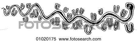 Signs & Symbols - line art The Pacific A mythical snake surrounded by bands of wild dogs. Central Australia. View Large Illustration Stock Illustration - Signs & Symbols - line art The Pacific A mythical snake surrounded by bands of wild dogs. Central Australia.. Fotosearch