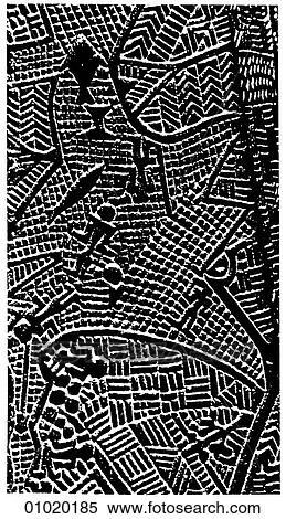 Signs & Symbols - line art The Pacific - Island of Tonga Tongan club with scenic engravings. 17th Century. Tonga is 400 miles East of Fiji. On one of his voyages of discovery, Captain James Cook named the group the Friendly Islands and brought them unde View Large Illustration Stock Illustration - Signs & Symbols - line art The Pacific - Island of Tonga Tongan club with scenic engravings. 17th Century. Tonga is 400 miles East of Fiji. On one of his voyages of discovery, Captain James Cook named the group the Friendly Islands and brought them unde. Fotosearch