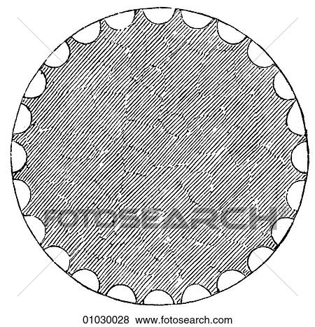 Stock Illustration - Architecture - Ancient Greece - line art Detail Classical Horizontal section of Ionic column. The Ionic order of Greek architecture is characterized by columns with scroll shapes on either side of the capital (the capital is the top of the column). Fotosearch