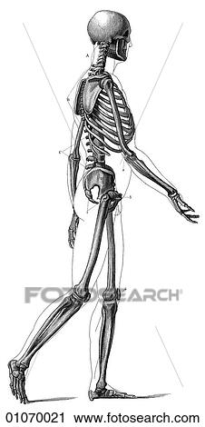 Clip Art - Science & Medicine - line art (Medical) Anatomy 19th century anatomical illustration. Fotosearch