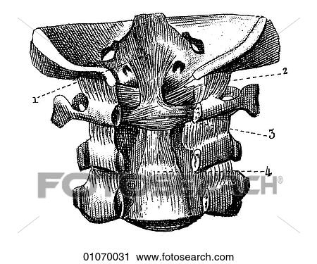 Clip Art - Science & Medicine - line art (Medical) bone. Fotosearch