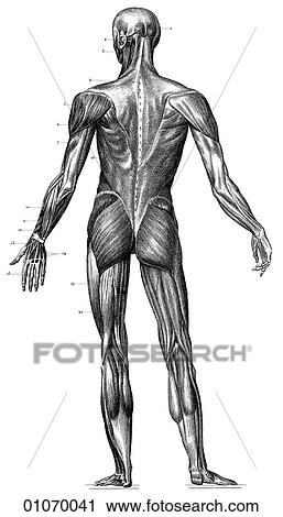 Clip Art - Science & Medicine - line art (Medical) Anatomy 19th century anatomical illustration. Fotosearch