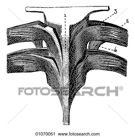 Science & Medicine - line art (Medical) Anatomy bone View Large Illustration Clip Art - Science & Medicine - line art (Medical) Anatomy bone. Fotosearch