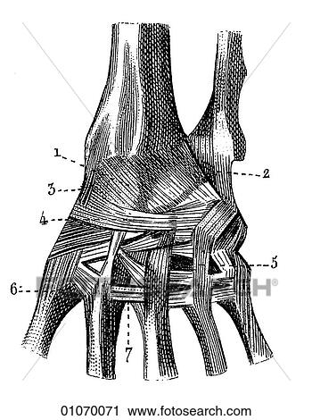Clip Art - Science & Medicine - line art (Medical) Anatomy bone. Fotosearch