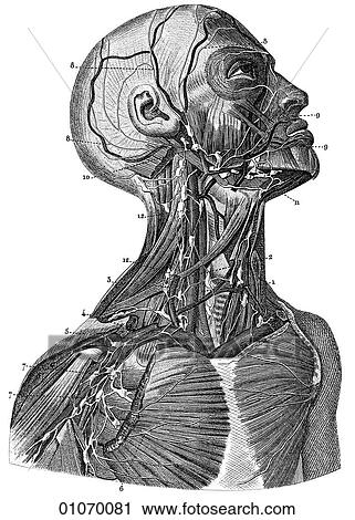Science & Medicine - line art (Medical) Anatomy 19th century anatomical illustration View Large Illustration Clip Art - Science & Medicine - line art (Medical) Anatomy 19th century anatomical illustration. Fotosearch