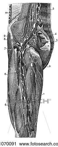 Clip Art - Science & Medicine - line art (Medical) Anatomy 19th century anatomical illustration. Fotosearch