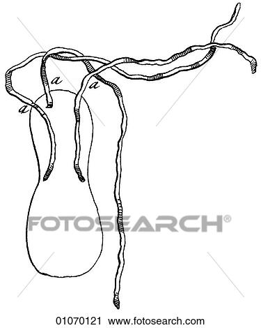Science & Medicine - line art (Medical) Fractures of the Bone (Devices) Illustration from Heister`s Surgery Heister`s Surgery is an 18th century medical text published in 1743, the year Thomas Jefferson was born. It was billed as a "General system of s View Large Illustration Clip Art - Science & Medicine - line art (Medical) Fractures of the Bone (Devices) Illustration from Heister`s Surgery Heister`s Surgery is an 18th century medical text published in 1743, the year Thomas Jefferson was born. It was billed as a "General system of s. Fotosearch