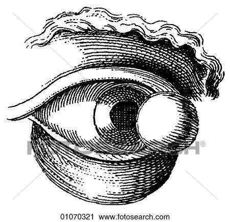 Clip Art - Science & Medicine - line art (Medical) Eye Illustration from Heister`s Surgery Heister`s Surgery is an 18th century medical text published in 1743, the year Thomas Jefferson was born. It was billed as a "General system of surgery in three parts. Conta. Fotosearch