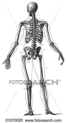 Science & Medicine - line art (Medical) Anatomy 19th century anatomical illustration View Large Illustration Clipart - Science & Medicine - line art (Medical) Anatomy 19th century anatomical illustration. Fotosearch