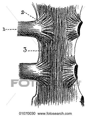 Clipart - Science & Medicine - line art (Medical) Anatomy. Fotosearch