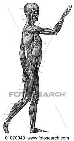 Clipart - Science & Medicine - line art (Medical) Anatomy 19th century anatomical illustration. Fotosearch