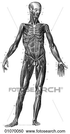 Science & Medicine - line art (Medical) Anatomy 19th century anatomical illustration View Large Illustration Clipart - Science & Medicine - line art (Medical) Anatomy 19th century anatomical illustration. Fotosearch