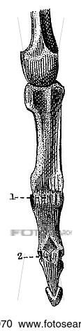 Clipart - Science & Medicine - line art (Medical) Anatomy bone. Fotosearch