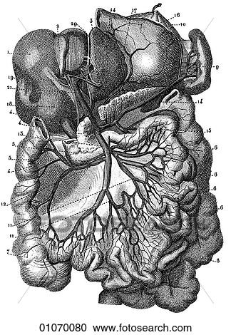 Science & Medicine - line art (Medical) Anatomy 19th century anatomical illustration View Large Illustration Clipart - Science & Medicine - line art (Medical) Anatomy 19th century anatomical illustration. Fotosearch