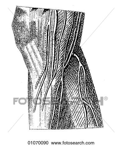 Clipart - Science & Medicine - line art (Medical) Anatomy 19th century anatomical illustration. Fotosearch
