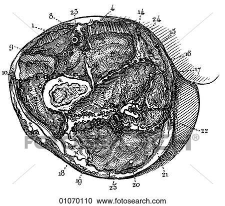 Science & Medicine - line art (Medical) Anatomy 19th century surgical illustration cross section, leg, bone, muscle, dissection View Large Illustration Clipart - Science & Medicine - line art (Medical) Anatomy 19th century surgical illustration cross section, leg, bone, muscle, dissection. Fotosearch