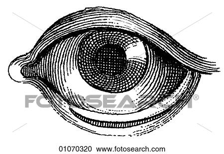 Clipart - Science & Medicine - line art (Medical) Eye Illustration from Heister`s Surgery Heister`s Surgery is an 18th century medical text published in 1743, the year Thomas Jefferson was born. It was billed as a "General system of surgery in three parts. Conta. Fotosearch