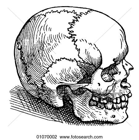 Drawing - Science & Medicine - line art (Medical) Anatomy Illustration of a human skull by Andreas Vesalius (1514-1564) of Brussels, Belgium This image which Vesalius considered to be the "normal" skull type, was published in his landmark "De Humani Corporis F. Fotosearch