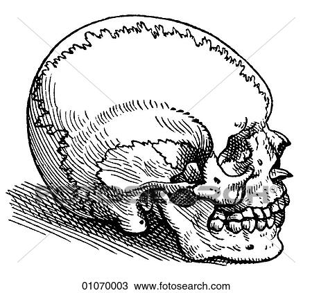 Science & Medicine - line art (Medical) Anatomy Illustration of a human skull by Andreas Vesalius (1514-1564) of Brussels, Belgium Illustration of a human skull by Andreas Vesalius (1514-1564) of Brussels, Belgium This image was published in his landmar View Large Illustration Drawing - Science & Medicine - line art (Medical) Anatomy Illustration of a human skull by Andreas Vesalius (1514-1564) of Brussels, Belgium Illustration of a human skull by Andreas Vesalius (1514-1564) of Brussels, Belgium This image was published in his landmar. Fotosearch